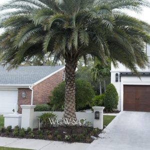 Tall palm tree stands in a landscaped front yard near a driveway, with houses visible in the background.
