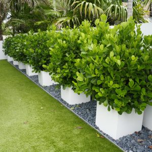 Row of large green plants in white square pots on gray stones beside an artificial grass walkway, bordered by a white wall.