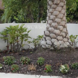Palm tree and small plants in a mulched garden bed bordered by a white wall and sidewalk.