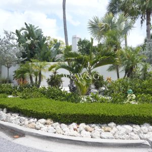 Curved hedge and tropical plants border a white wall along a residential street with palm trees in the background.